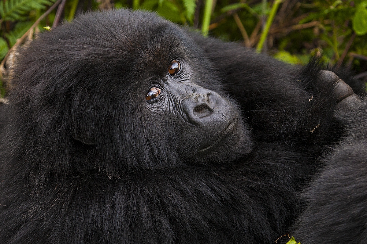 Gorila horská, Gorilla beringei beringei, národní park Volcanoes, Rwanda